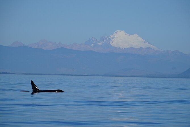 Guaranteed Whale Watching Tour - Orcas Island whale watching: what you’re really buying for $119