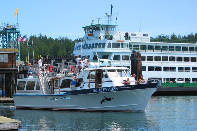 Guaranteed Whale Watching Tour - Small-group energy: up to 49 people on the boat