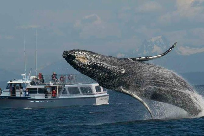 Guaranteed Whale Watching Tour - Departing from Orcas Island: views you feel, not just see