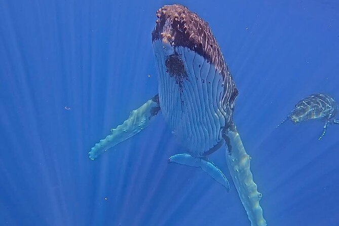 Guided Small Group Whale Watching and Swim Tour Tahiti - Tahiti Whale Season: Why July to November Matters