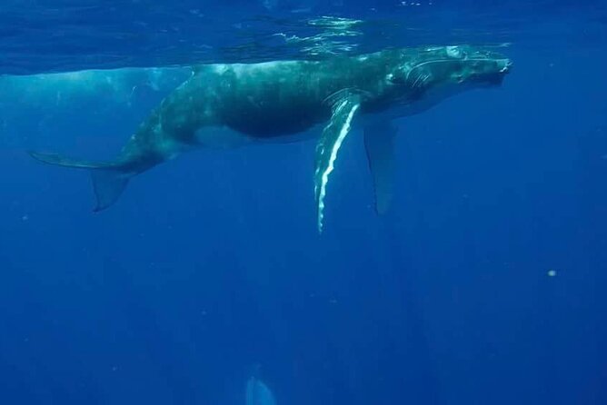 Guided Small Group Whale Watching and Swim Tour Tahiti - The 4.5-Hour Game Plan From the Hilton Area