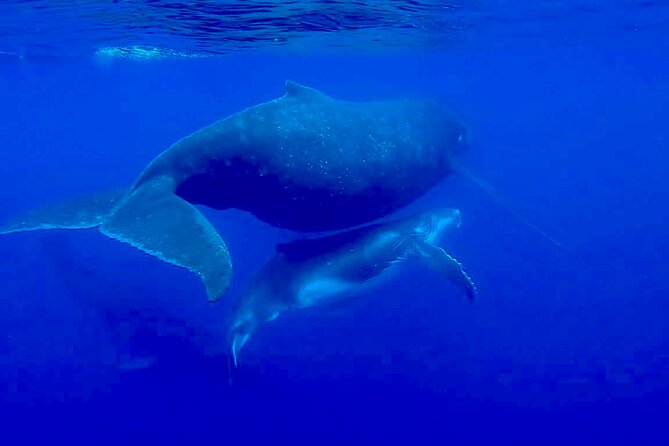 Guided Small Group Whale Watching and Swim Tour Tahiti - How the Whale Swim Works: Rules, Conditions, and Your Role