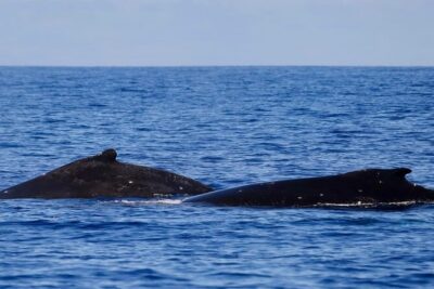 Guided Small Group Whale Watching and Swim Tour Tahiti - A New Boat With Real Comfort (Not Just “It’ll Do”)