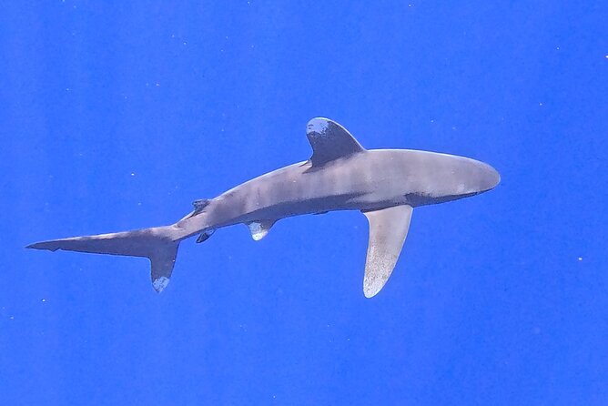 Guided Small Group Whale Watching and Swim Tour Tahiti - Snorkeling Gear, Wetsuits, and the Small Stuff That Saves Your Day