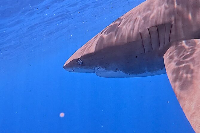 Guided Small Group Whale Watching and Swim Tour Tahiti - Food and On-Board Vibes: Snacks, Juice, and Local Flavor