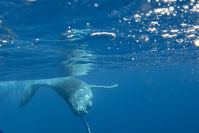 Guided Small Group Whale Watching and Swim Tour Tahiti - Price and Value: Is $238.07 Worth It?