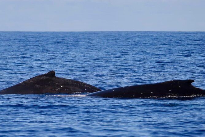 Guided Small Group Whale Watching and Swim Tour Tahiti - A New Boat With Real Comfort (Not Just “It’ll Do”)