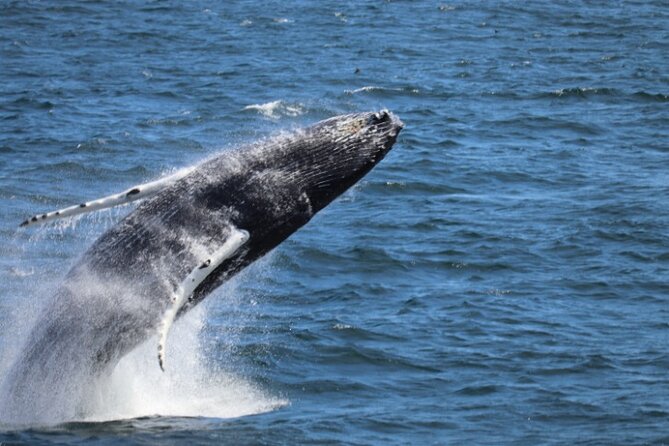 Guided Whale Watching Experience from Reykjavik - Key highlights you can bank on
