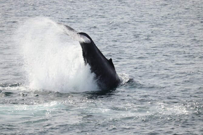 Guided Whale Watching Experience from Reykjavik - Price and what $97 buys you (plus the free return ticket)