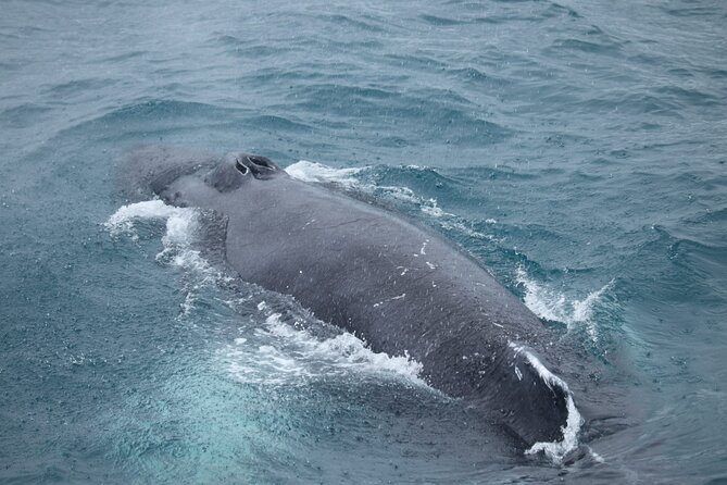 Guided Whale Watching Experience from Reykjavik - What happens in the 3.5 hours: a stop-by-stop sense of the ride