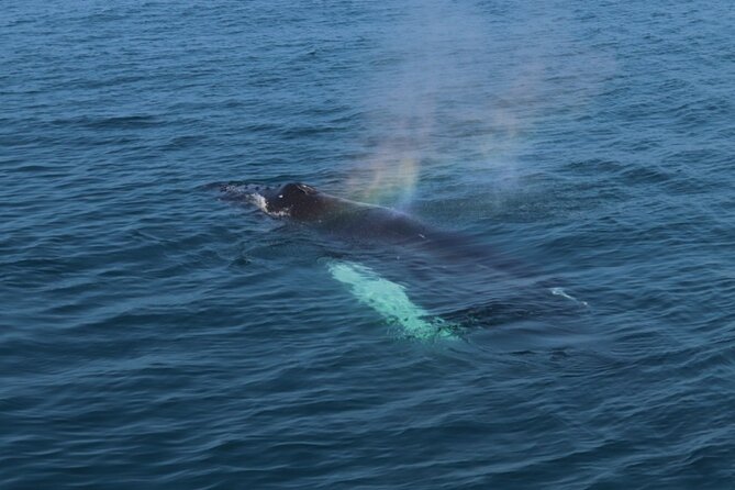 Guided Whale Watching Experience from Reykjavik - Whale spotting realities: how this tour handles the unpredictability