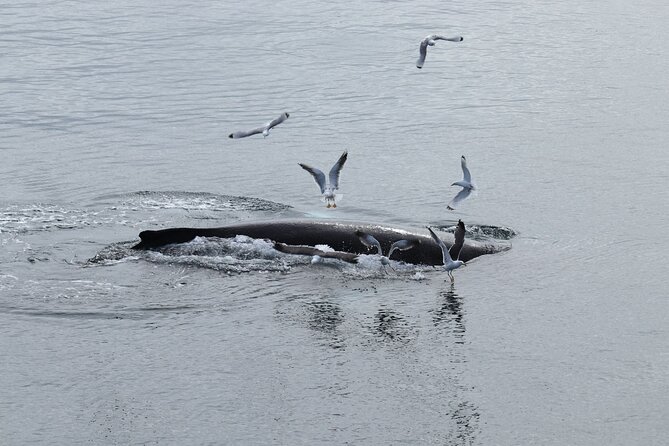 Guided Whale Watching Experience from Reykjavik - Cold-weather gear and seasickness: what to do before you even arrive