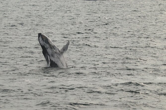 Guided Whale Watching Experience from Reykjavik - How to get the most from the guides without losing your patience