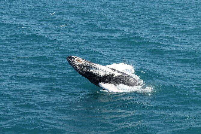 Guided Whale Watching Experience from Reykjavik - Group size and boat logistics: what the cap at 198 means for you