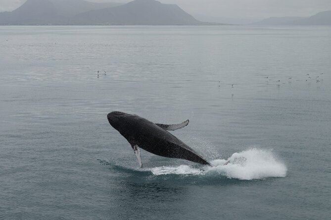 Guided Whale Watching Experience from Reykjavik - The boat experience: heated cabins, toilets, Wi‑Fi, and how to use them