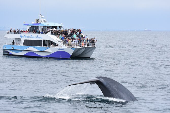 Guided Whale Watching Tour from Long Beach - Key things I’d pay attention to