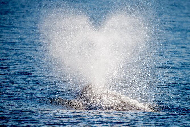 Guided Whale Watching Tour from Long Beach - Boarding at Harbor Breeze: Seating, Restrooms, and How to Get a View