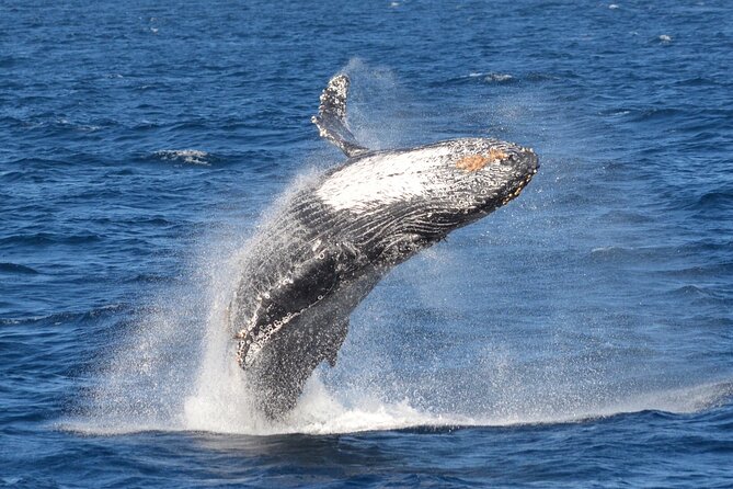 Guided Whale Watching Tour from Long Beach - The Tour Route Through Long Beach: Queen Mary, Spruce Goose, and Port Power