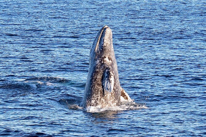 Guided Whale Watching Tour from Long Beach - Out on the Pacific: What You Can Expect to Spot