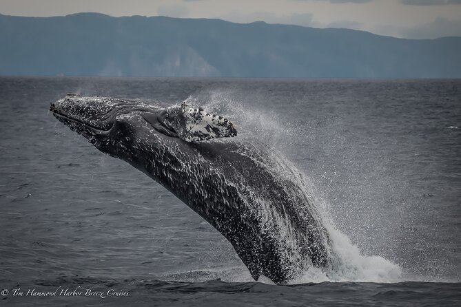 Guided Whale Watching Tour from Long Beach - Who This Whale Watch Fits Best