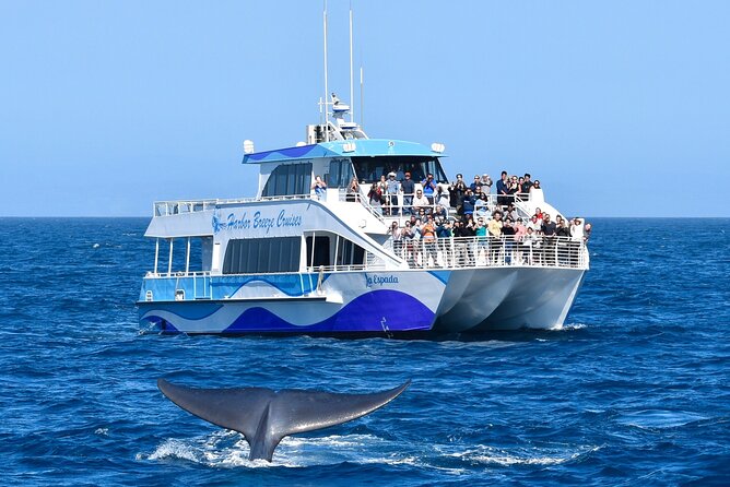 Guided Whale Watching Tour from Long Beach - Captain Commentary + Aquarium Educators: The Spotting Plan You Feel