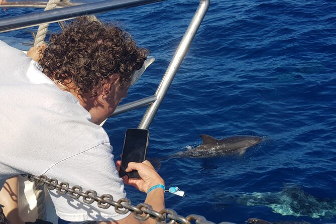 Half-Day Cruise Tour-Dolphin and Whale Watching - Puerto Rico Marina: where the cruise starts and how pickup works