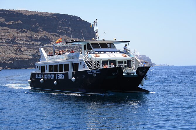 Half-Day Cruise Tour-Dolphin and Whale Watching - Final verdict: should you book?