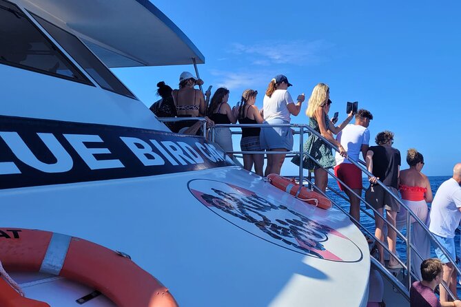 Half-Day Cruise Tour-Dolphin and Whale Watching - The cruise plan: a search for whales plus a swim that actually feels worth it