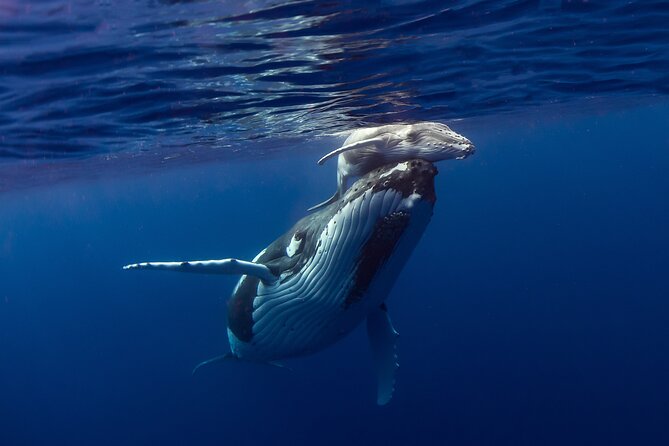Half-Day Humpback Whales Encounter in Moorea - Moorea’s humpbacks: why this encounter feels different