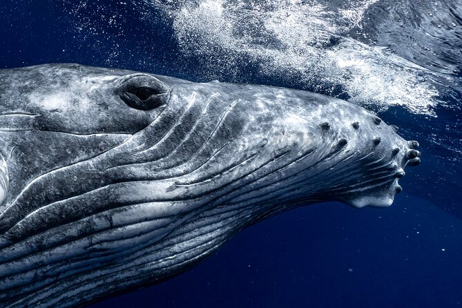 Half Day Private Whale Watching in Moorea - Private Whale Watching With a Tailor-Made Crew in Moorea