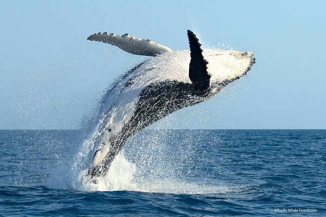 Half Day Private Whale Watching in Moorea - Onboard Comfort: Snacks, Drinks, Towels, Video, and the Little Luxuries