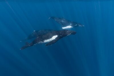 Half Day Private Whale Watching in Moorea - What You’ll See: Whales Plus the Whole Marine Menu