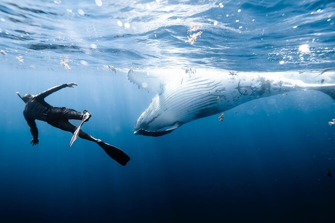 Half Day Private Whale Watching in Moorea - Who Should Book This Moorea Whale Watch (And Who Might Skip It)