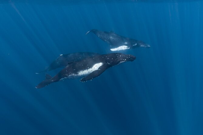 Half Day Private Whale Watching in Moorea - What You’ll See: Whales Plus the Whole Marine Menu