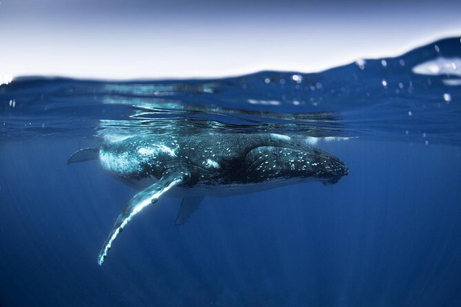 Half Day Small Group Whale Watching - Why the max-6 boat matters for humpbacks