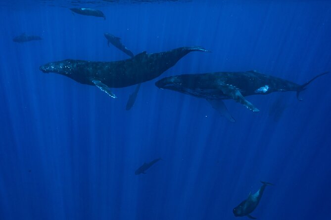 Half Day Small Group Whale Watching - Price and value: is $267.22 worth it?