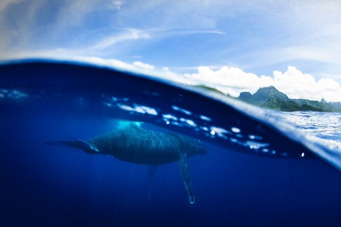 Half Day Small Group Whale Watching - Who this tour fits best (and who should be cautious)