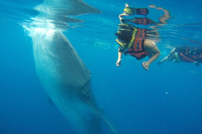Half Day Whale Shark Tour From Playa del Carmen - Price and logistics: what $185 really covers