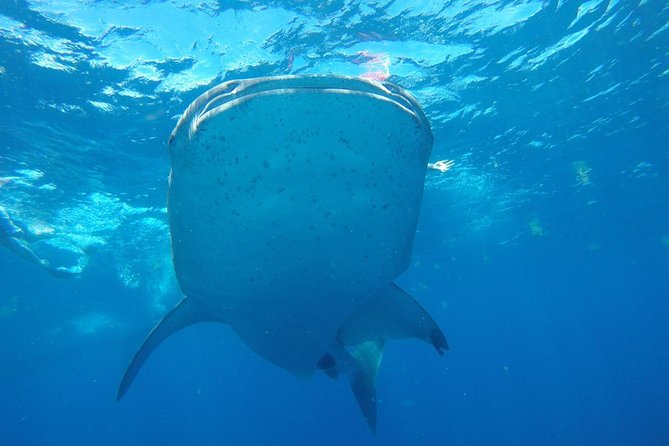 Half Day Whale Shark Tour From Playa del Carmen - Isla Contoy whale shark search: how a day like this really plays out