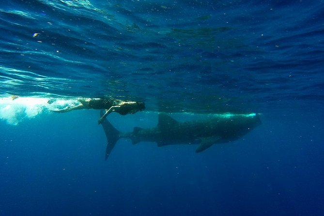 Half Day Whale Shark Tour From Playa del Carmen - Swim time vs. boat time: choose your comfort level