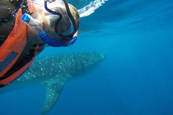 Half Day Whale Shark Tour From Playa del Carmen - Isla Mujeres Playa Norte lunch: a beach break that resets the day