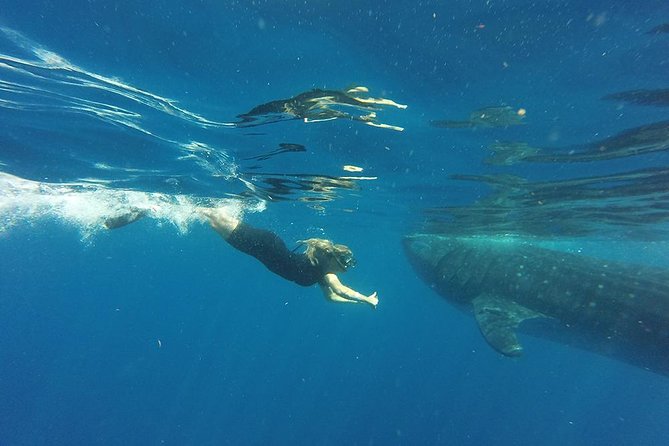 Half Day Whale Shark Tour From Playa del Carmen - Staying organized at sea with a small group