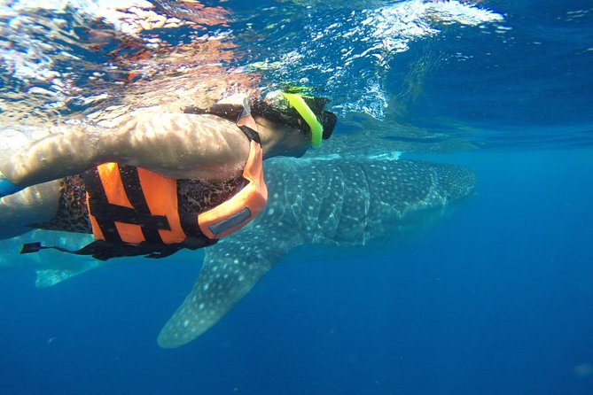 Half Day Whale Shark Tour From Playa del Carmen - Timing and seasonal odds: when you should expect the best chance