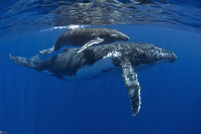 Half day whale tour 4h00 - 4 hours in Moorea: what the timing really feels like