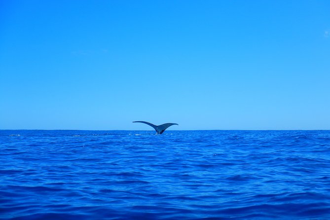 Half day whale tour 4h00 - The whale swim: the part you should plan for like it’s physical