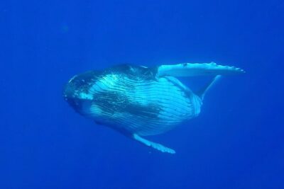 Half day whale tour 4h00 - Whale hunting with listening tech: how the crew finds humpbacks