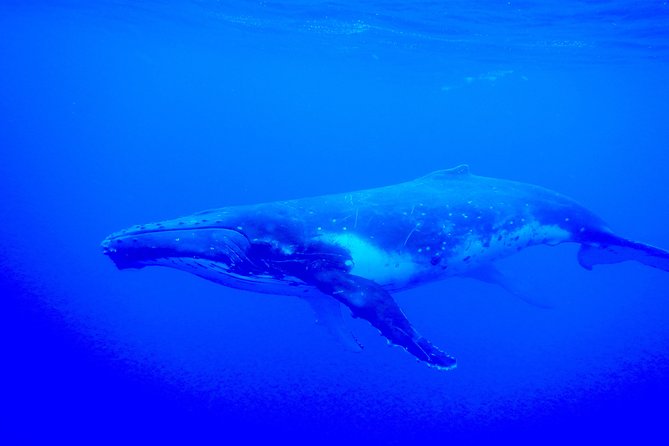 Half day whale tour 4h00 - After the humpbacks: lagoon snorkeling with rays and sharks