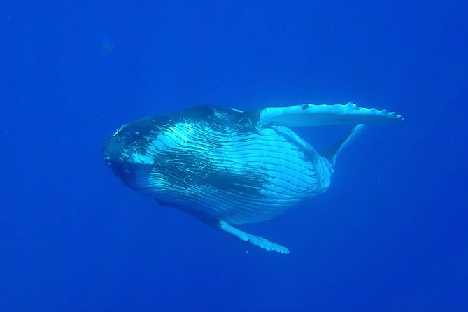 Half day whale tour 4h00 - Whale hunting with listening tech: how the crew finds humpbacks