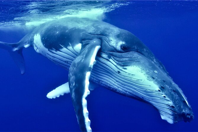 Half Day Whale Watching in a Small Shared Group - Key things that make this whale trip feel special