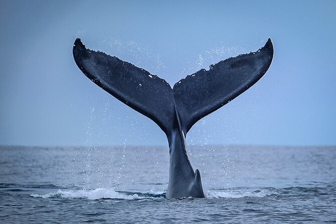 Half Day Whale Watching in a Small Shared Group - Tahiti humpbacks in a half day: what you’re really signing up for